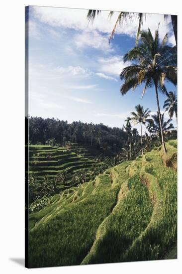 Indonesia, Bali, View of Field-Tony Berg-Stretched Canvas