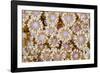 Indonesia, Banda Sea. Close-up of hard coral.-Jaynes Gallery-Framed Photographic Print