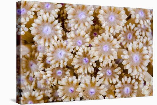 Indonesia, Banda Sea. Close-up of hard coral.-Jaynes Gallery-Stretched Canvas
