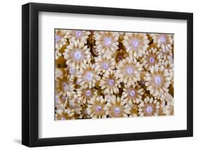 Indonesia, Banda Sea. Close-up of hard coral.-Jaynes Gallery-Framed Photographic Print