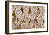 Indonesia, Banda Sea. Close-up of hard coral.-Jaynes Gallery-Framed Photographic Print