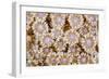 Indonesia, Banda Sea. Close-up of hard coral.-Jaynes Gallery-Framed Photographic Print