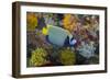 Indonesia, Bima Bay. Angelfish and Coral-Jaynes Gallery-Framed Photographic Print