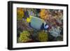 Indonesia, Bima Bay. Angelfish and Coral-Jaynes Gallery-Framed Photographic Print