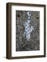 Indonesia, Bima Bay. Close-Up of Juvenile Sweetlips Fish-Jaynes Gallery-Framed Photographic Print