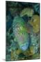 Indonesia, Bima Bay. Close-Up of Wrasse Fish-Jaynes Gallery-Mounted Photographic Print