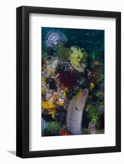 Indonesia, Bima Bay. Moray Eel and Coral-Jaynes Gallery-Framed Photographic Print