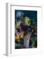 Indonesia, Bima Bay. Moray Eel and Coral-Jaynes Gallery-Framed Photographic Print
