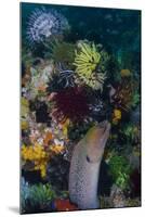 Indonesia, Bima Bay. Moray Eel and Coral-Jaynes Gallery-Mounted Photographic Print