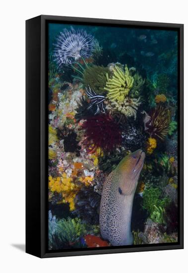 Indonesia, Bima Bay. Moray Eel and Coral-Jaynes Gallery-Framed Stretched Canvas