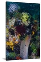 Indonesia, Bima Bay. Moray Eel and Coral-Jaynes Gallery-Stretched Canvas