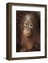 Indonesia, Borneo, Kalimantan. Baby orangutan at Tanjung Puting National Park.-Jaynes Gallery-Framed Photographic Print