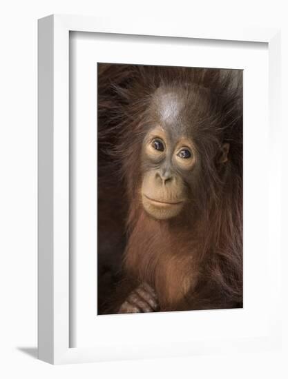 Indonesia, Borneo, Kalimantan. Baby orangutan at Tanjung Puting National Park.-Jaynes Gallery-Framed Photographic Print