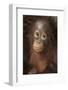 Indonesia, Borneo, Kalimantan. Baby orangutan at Tanjung Puting National Park.-Jaynes Gallery-Framed Photographic Print