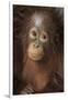 Indonesia, Borneo, Kalimantan. Baby orangutan at Tanjung Puting National Park.-Jaynes Gallery-Framed Photographic Print