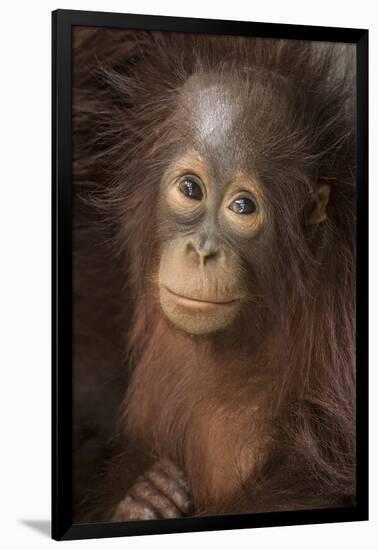 Indonesia, Borneo, Kalimantan. Baby orangutan at Tanjung Puting National Park.-Jaynes Gallery-Framed Photographic Print