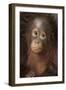 Indonesia, Borneo, Kalimantan. Baby orangutan at Tanjung Puting National Park.-Jaynes Gallery-Framed Premium Photographic Print