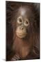 Indonesia, Borneo, Kalimantan. Baby orangutan at Tanjung Puting National Park.-Jaynes Gallery-Mounted Premium Photographic Print