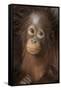 Indonesia, Borneo, Kalimantan. Baby orangutan at Tanjung Puting National Park.-Jaynes Gallery-Framed Stretched Canvas