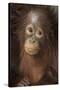 Indonesia, Borneo, Kalimantan. Baby orangutan at Tanjung Puting National Park.-Jaynes Gallery-Stretched Canvas