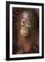 Indonesia, Borneo, Kalimantan. Baby orangutan at Tanjung Puting National Park.-Jaynes Gallery-Framed Photographic Print