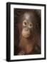 Indonesia, Borneo, Kalimantan. Baby orangutan at Tanjung Puting National Park.-Jaynes Gallery-Framed Photographic Print