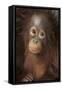 Indonesia, Borneo, Kalimantan. Baby orangutan at Tanjung Puting National Park.-Jaynes Gallery-Framed Stretched Canvas