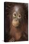 Indonesia, Borneo, Kalimantan. Baby orangutan at Tanjung Puting National Park.-Jaynes Gallery-Stretched Canvas