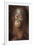 Indonesia, Borneo, Kalimantan. Baby orangutan at Tanjung Puting National Park.-Jaynes Gallery-Framed Photographic Print