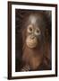 Indonesia, Borneo, Kalimantan. Baby orangutan at Tanjung Puting National Park.-Jaynes Gallery-Framed Photographic Print