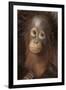 Indonesia, Borneo, Kalimantan. Baby orangutan at Tanjung Puting National Park.-Jaynes Gallery-Framed Photographic Print