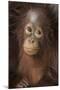 Indonesia, Borneo, Kalimantan. Baby orangutan at Tanjung Puting National Park.-Jaynes Gallery-Mounted Photographic Print