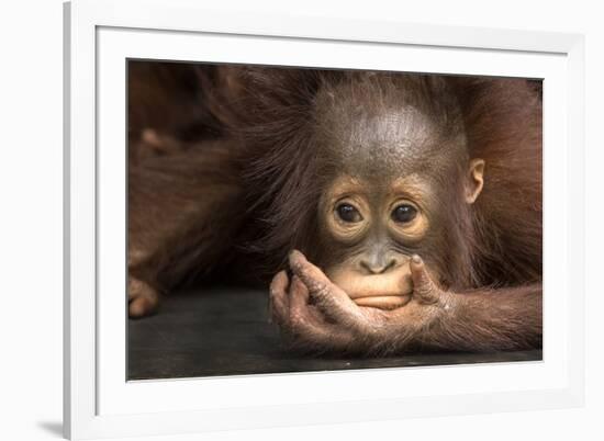 Indonesia, Borneo, Kalimantan. Baby orangutan at Tanjung Puting National Park.-Jaynes Gallery-Framed Photographic Print