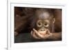 Indonesia, Borneo, Kalimantan. Baby orangutan at Tanjung Puting National Park.-Jaynes Gallery-Framed Photographic Print