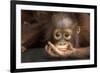 Indonesia, Borneo, Kalimantan. Baby orangutan at Tanjung Puting National Park.-Jaynes Gallery-Framed Photographic Print