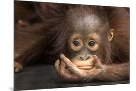 Indonesia, Borneo, Kalimantan. Baby orangutan at Tanjung Puting National Park.-Jaynes Gallery-Mounted Premium Photographic Print