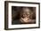 Indonesia, Borneo, Kalimantan. Baby orangutan at Tanjung Puting National Park.-Jaynes Gallery-Framed Photographic Print