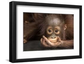 Indonesia, Borneo, Kalimantan. Baby orangutan at Tanjung Puting National Park.-Jaynes Gallery-Framed Photographic Print