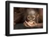 Indonesia, Borneo, Kalimantan. Baby orangutan at Tanjung Puting National Park.-Jaynes Gallery-Framed Photographic Print