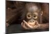 Indonesia, Borneo, Kalimantan. Baby orangutan at Tanjung Puting National Park.-Jaynes Gallery-Mounted Photographic Print