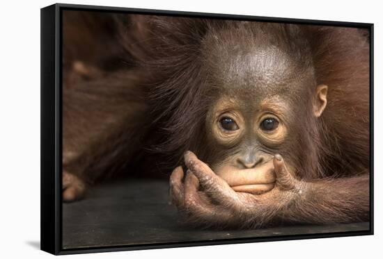 Indonesia, Borneo, Kalimantan. Baby orangutan at Tanjung Puting National Park.-Jaynes Gallery-Framed Stretched Canvas