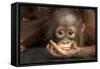 Indonesia, Borneo, Kalimantan. Baby orangutan at Tanjung Puting National Park.-Jaynes Gallery-Framed Stretched Canvas