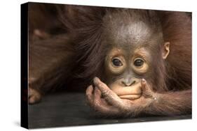 Indonesia, Borneo, Kalimantan. Baby orangutan at Tanjung Puting National Park.-Jaynes Gallery-Stretched Canvas
