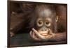 Indonesia, Borneo, Kalimantan. Baby orangutan at Tanjung Puting National Park.-Jaynes Gallery-Framed Photographic Print