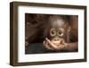 Indonesia, Borneo, Kalimantan. Baby orangutan at Tanjung Puting National Park.-Jaynes Gallery-Framed Premium Photographic Print