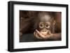 Indonesia, Borneo, Kalimantan. Baby orangutan at Tanjung Puting National Park.-Jaynes Gallery-Framed Premium Photographic Print