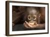 Indonesia, Borneo, Kalimantan. Baby orangutan at Tanjung Puting National Park.-Jaynes Gallery-Framed Photographic Print