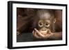 Indonesia, Borneo, Kalimantan. Baby orangutan at Tanjung Puting National Park.-Jaynes Gallery-Framed Photographic Print