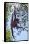 Indonesia, Borneo, Kalimantan. Female orangutan at Tanjung Puting National Park.-Jaynes Gallery-Framed Stretched Canvas