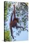 Indonesia, Borneo, Kalimantan. Female orangutan at Tanjung Puting National Park.-Jaynes Gallery-Stretched Canvas